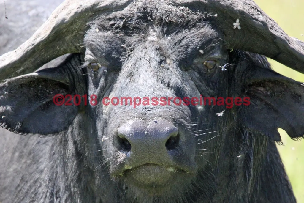 Buffalo, African 8-Canvas