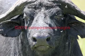 Buffalo, African 8-Canvas
