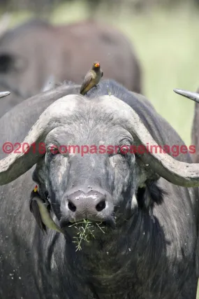 Buffalo, African 9-Canvas