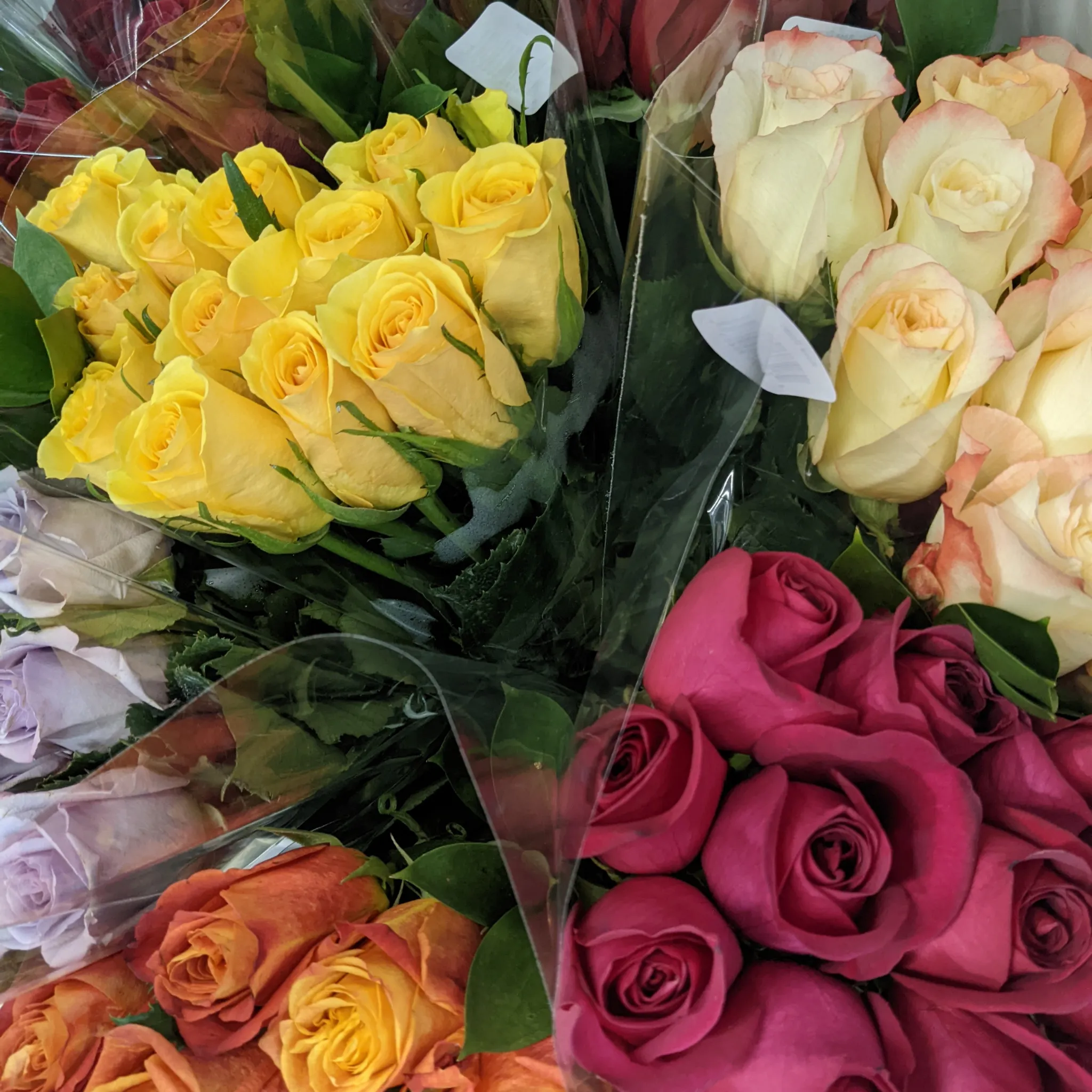 Long Stem Rose Bouquet - 1 dozen