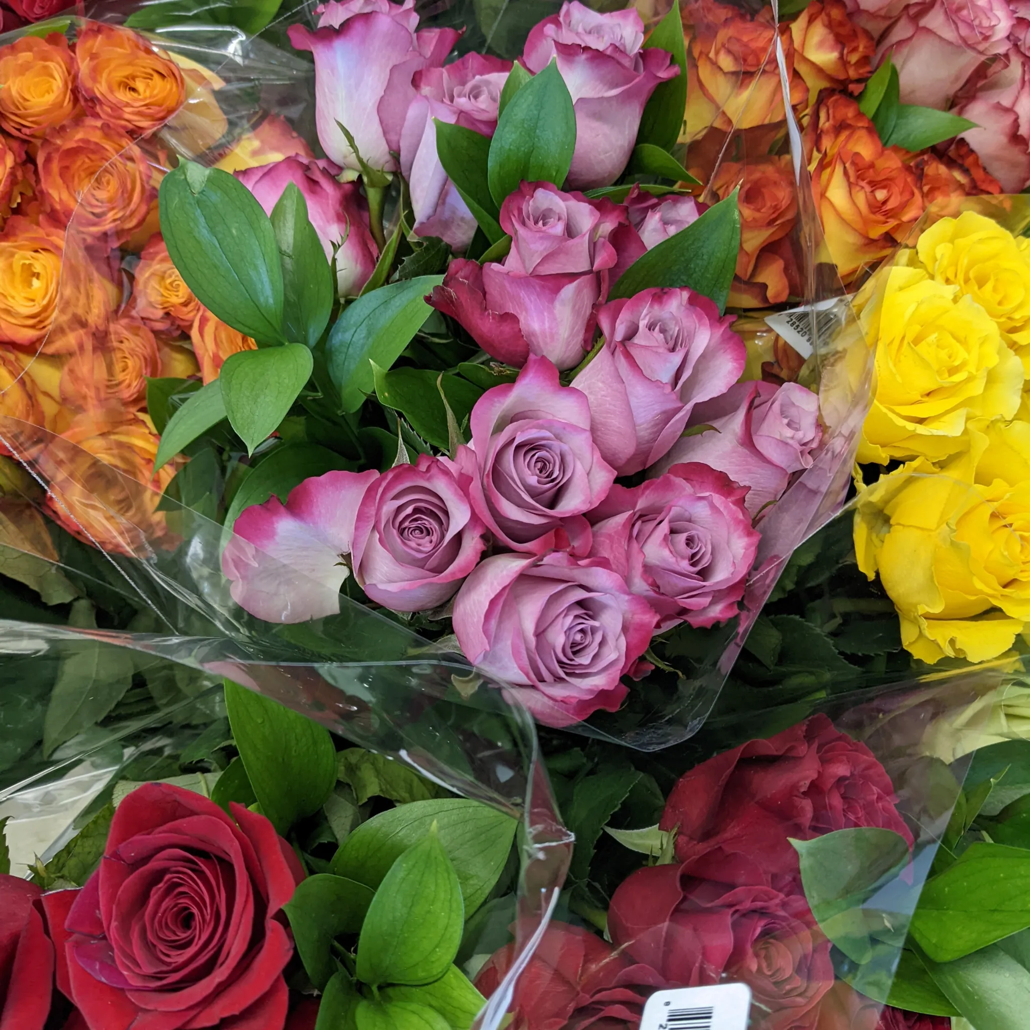 Long Stem Rose Bouquet - 1 dozen
